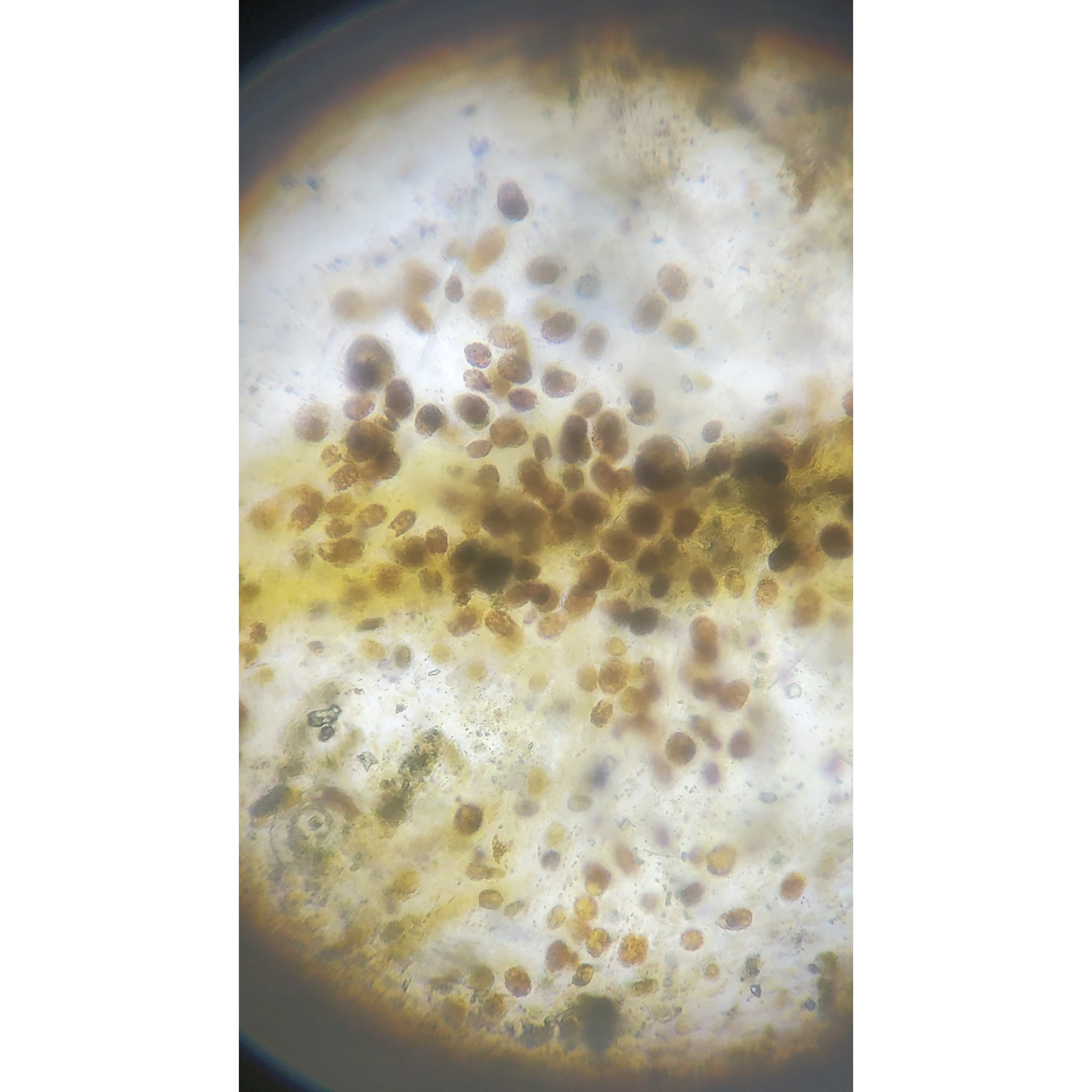 Dino Identification