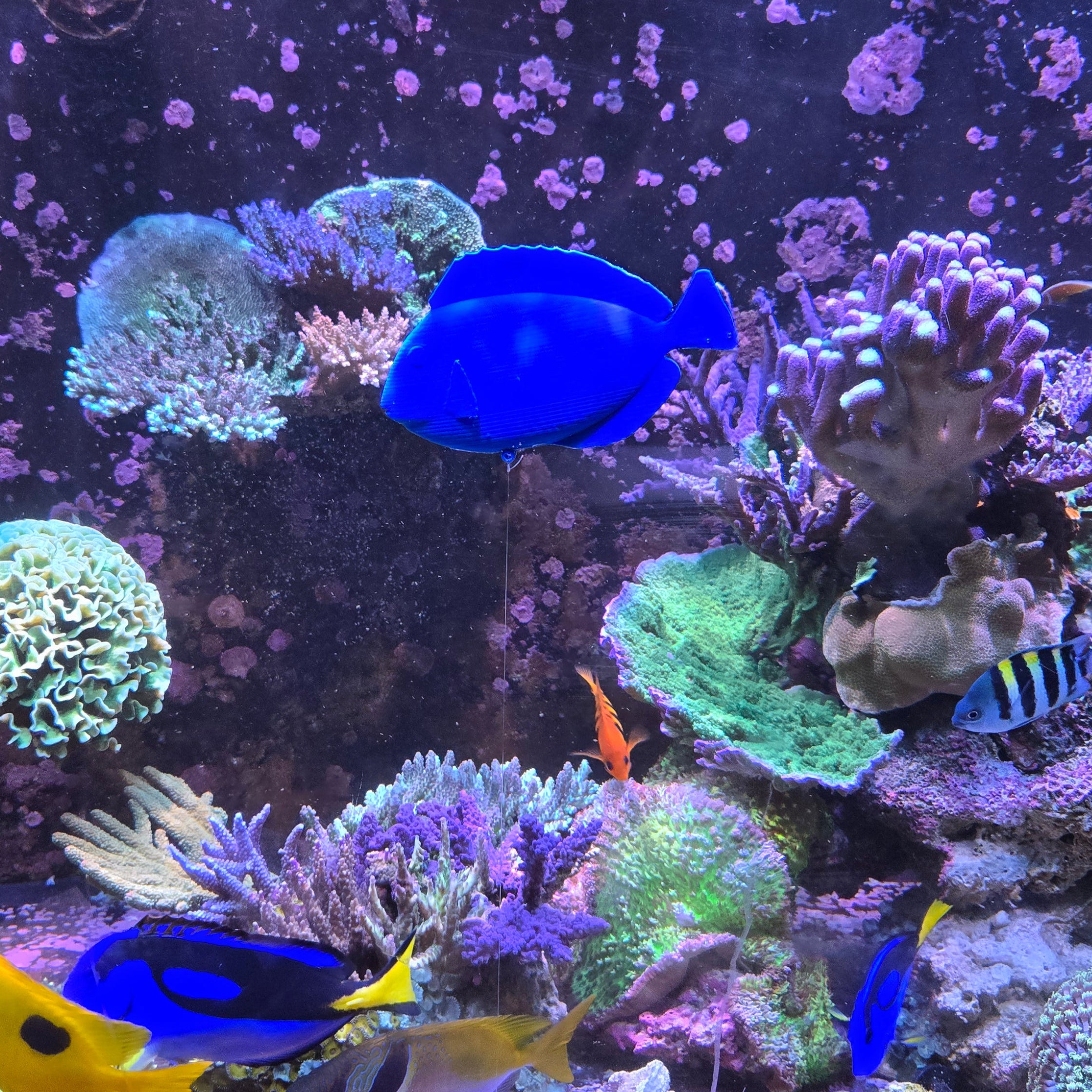 Floating Hippo Tang Decoy 5.5 in (Buy 3 Get 1 Free)