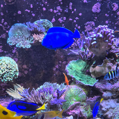 Floating Hippo Tang Decoy 5.5 in (Buy 3 Get 1 Free)