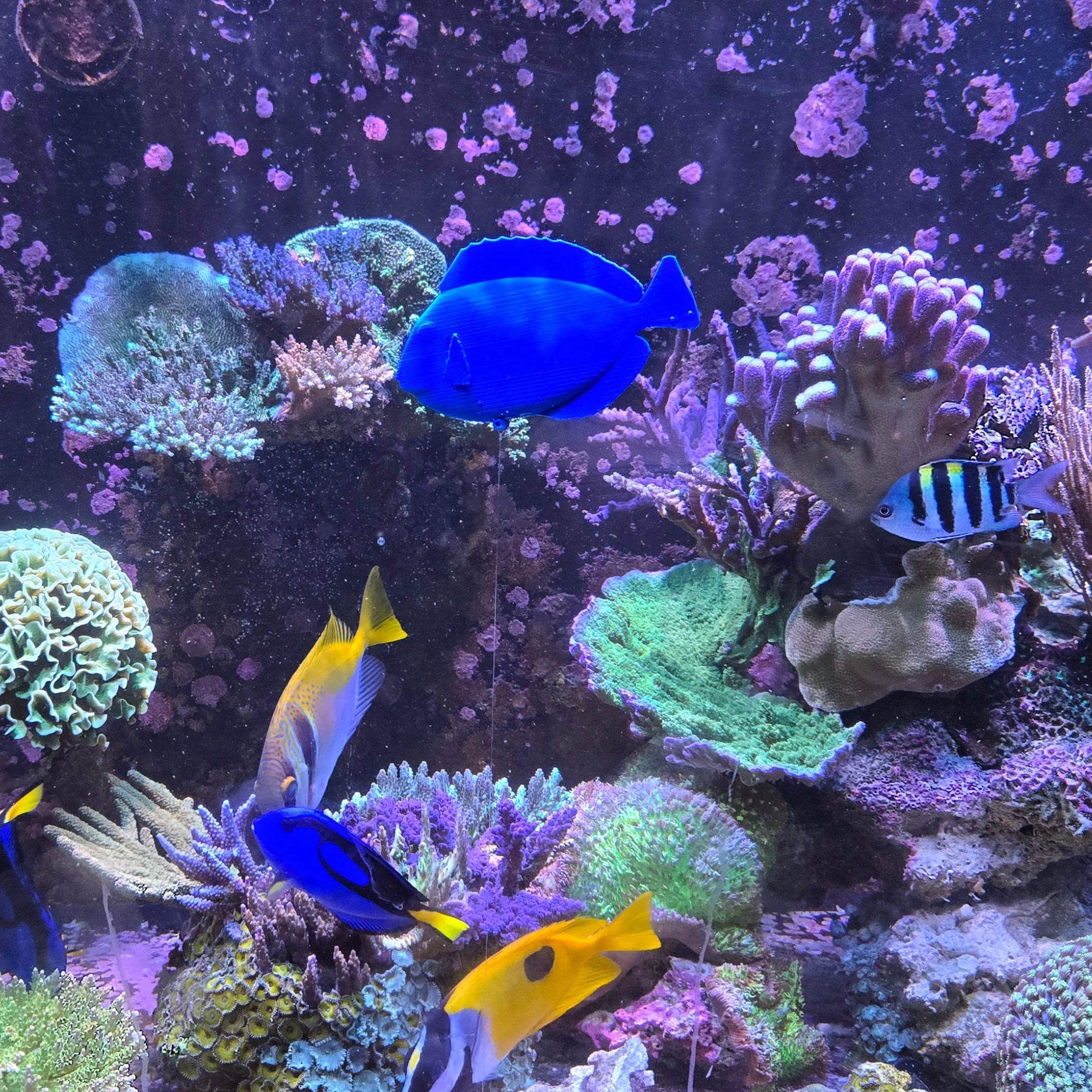 Floating Hippo Tang Decoy 5.5 in (Buy 3 Get 1 Free)