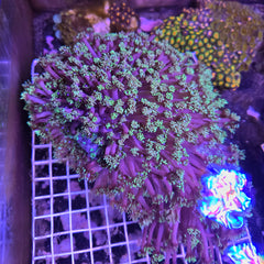 Goniopora Green