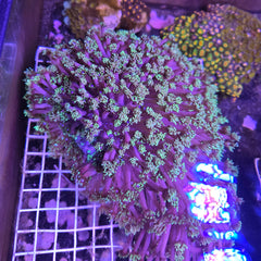 Goniopora Green