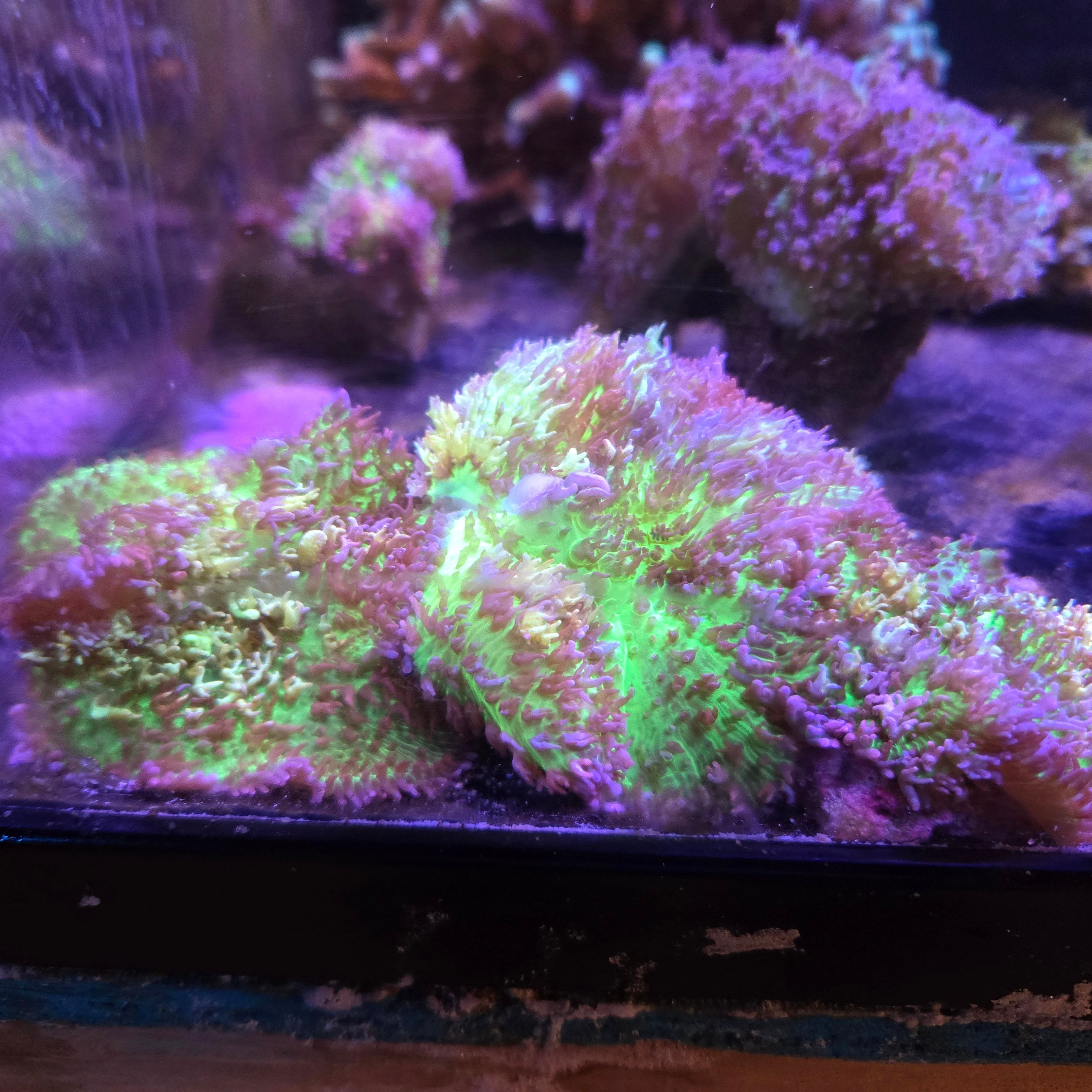 Hairy Mushrooms(Limited Stock)