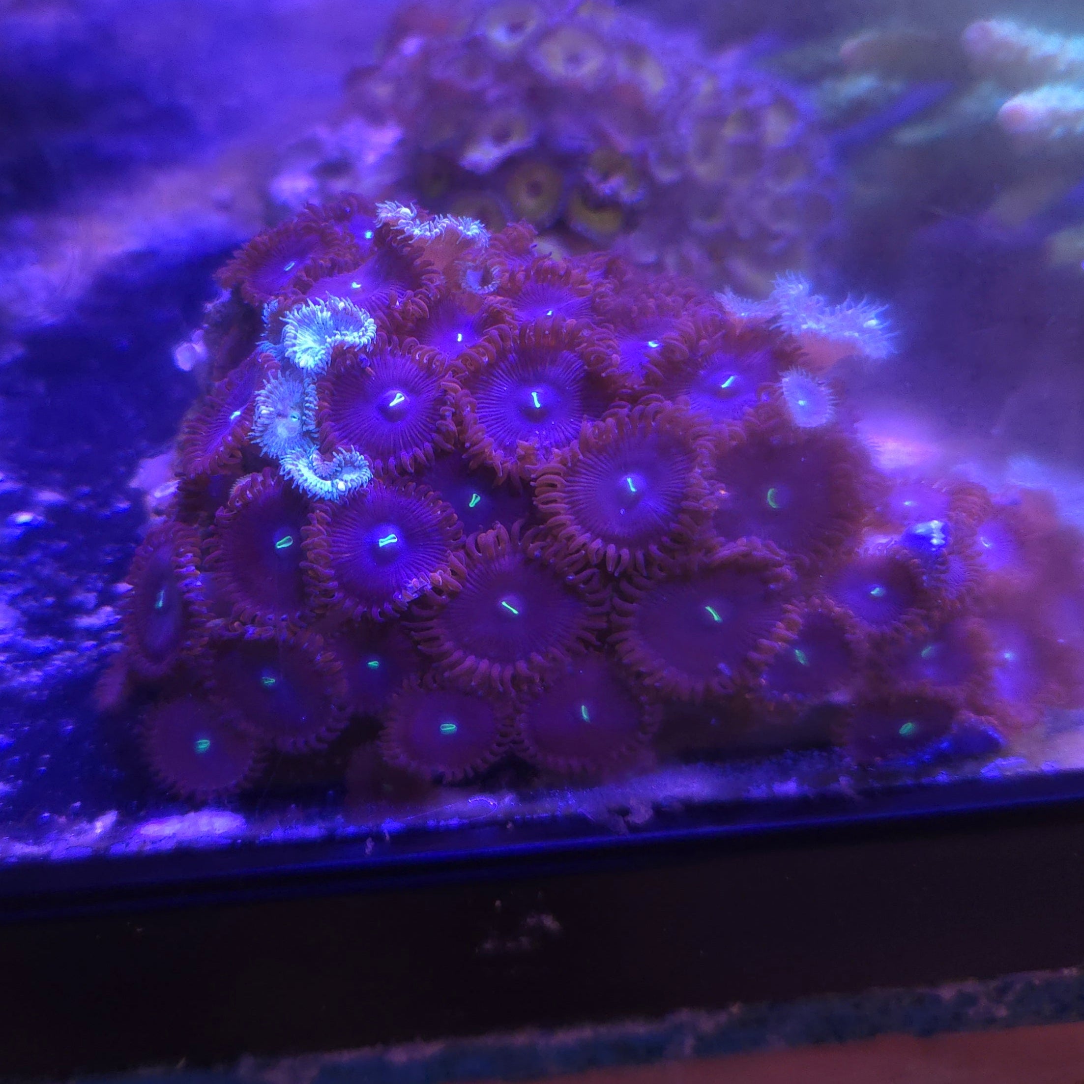 Red People Eaters Palythoas