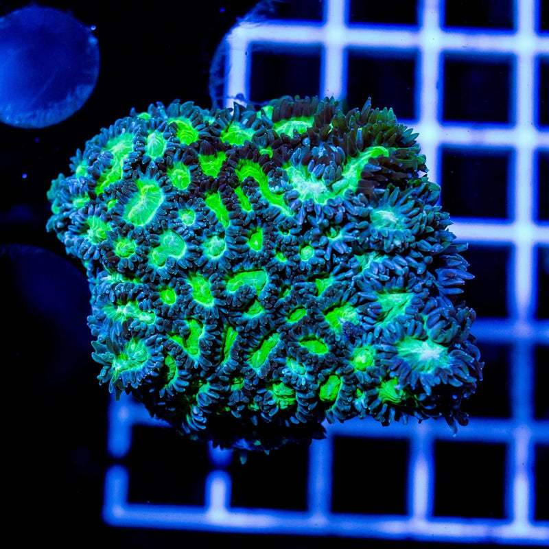 Jason Fox Limelight Hydnophora