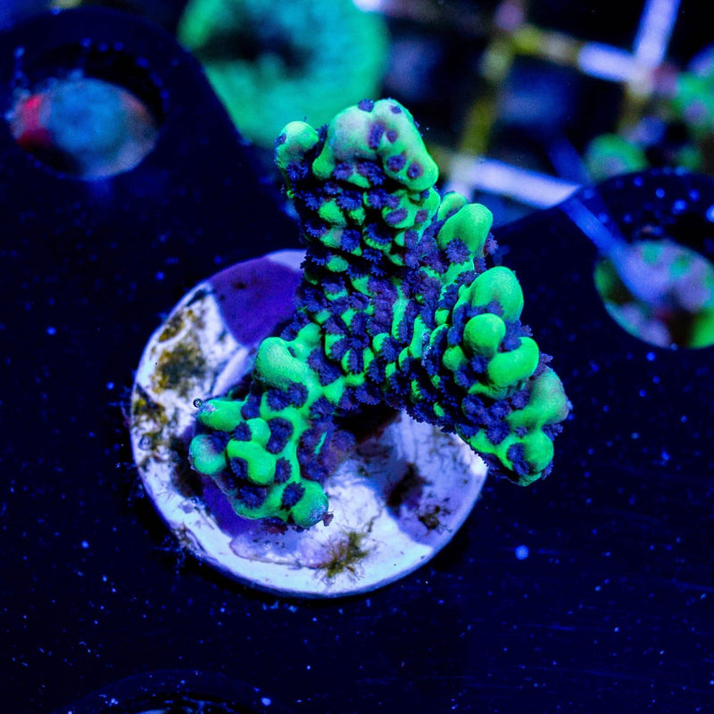 Appleberry Acro