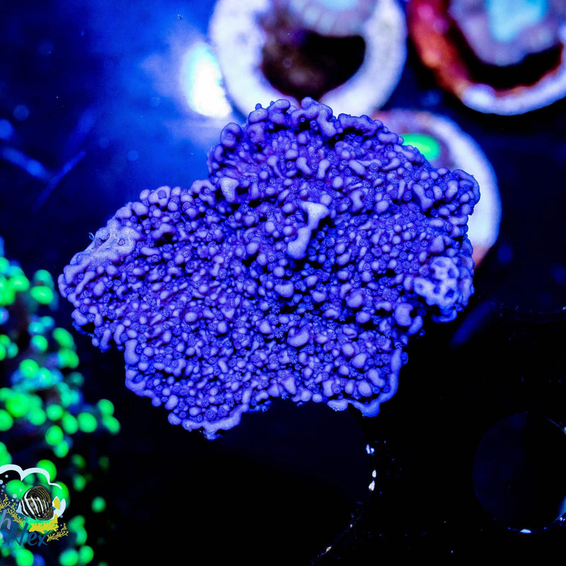 Purple Montipora Capricornis
