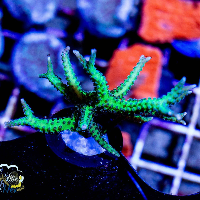 Ponape Birdsnest Birdsnest