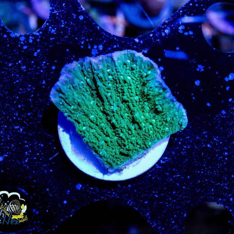 Green Montipora Capricornis With Purple Rim