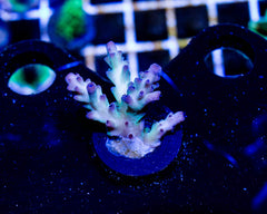 Green and Purple Tip Acropora