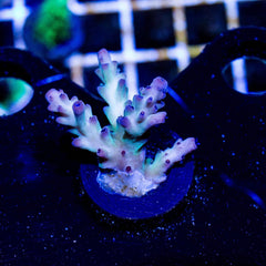 Green and Purple Tip Acropora