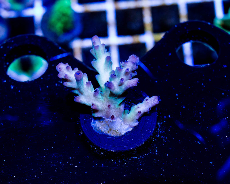 Green and Purple Tip Acropora