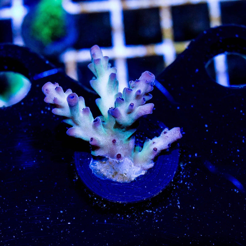Green and Purple Tip Acropora