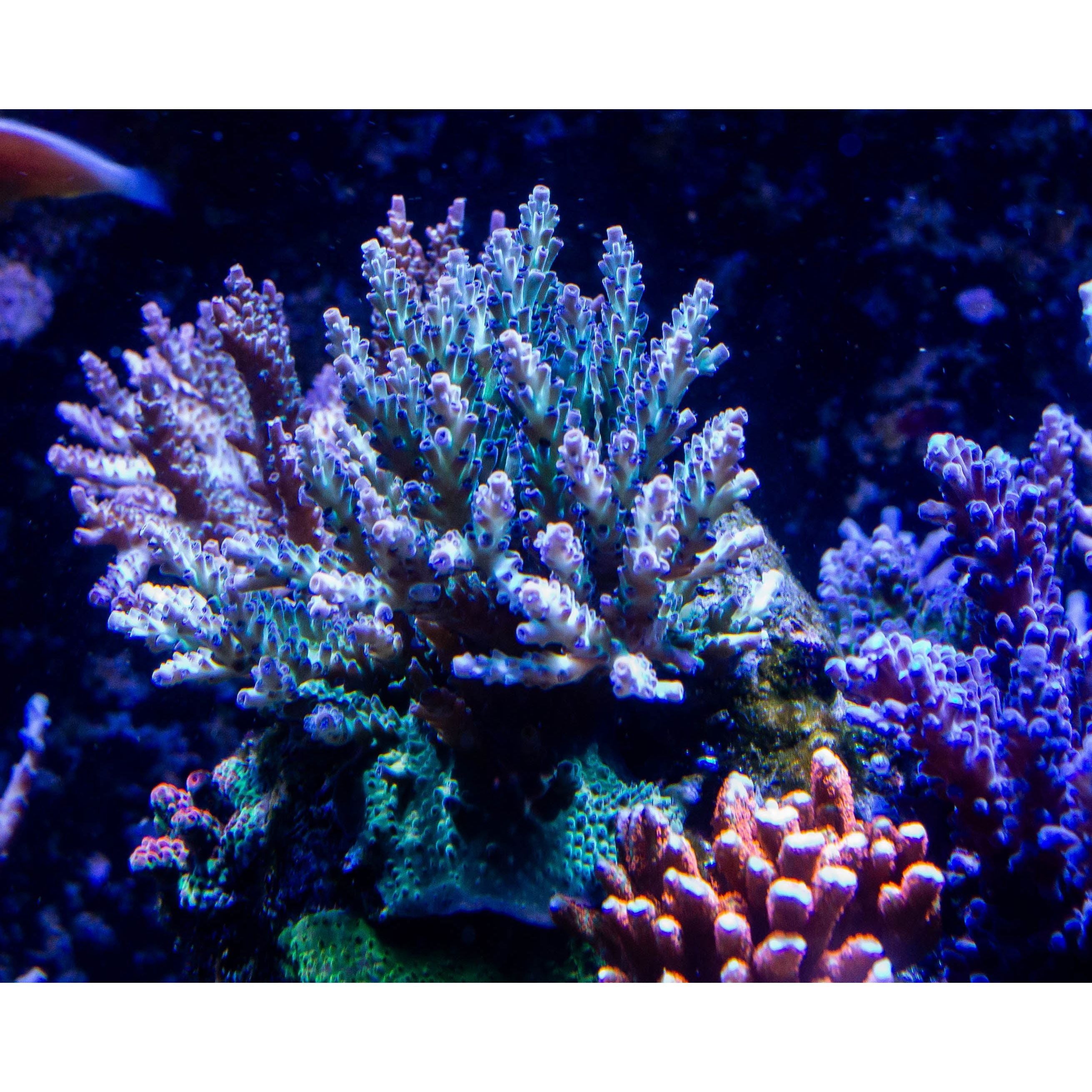 Green and Purple Tip Acropora