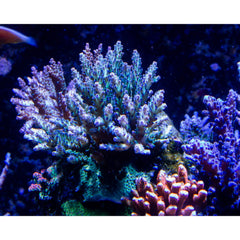 Green and Purple Tip Acropora