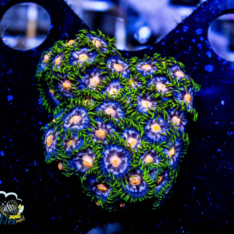 Orange & Green Zoanthid