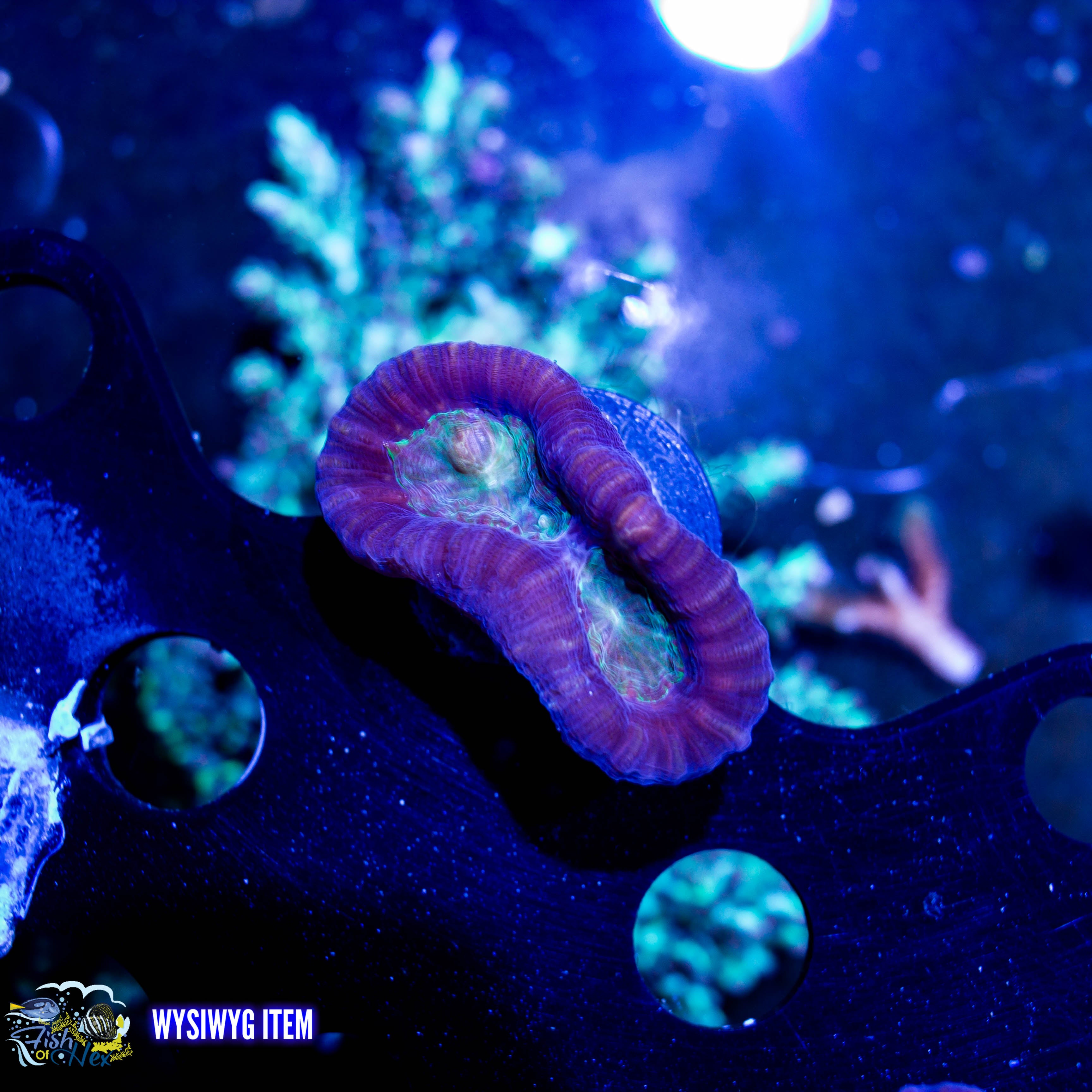 Purple Candy Cane WYSIWYG #A3