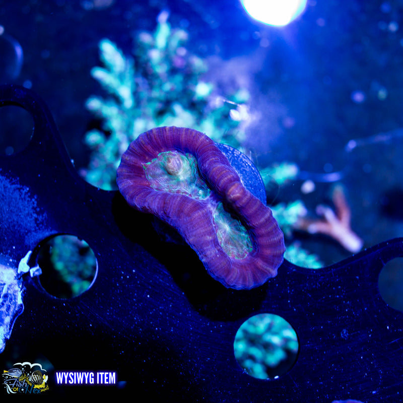 Purple Candy Cane WYSIWYG #A3