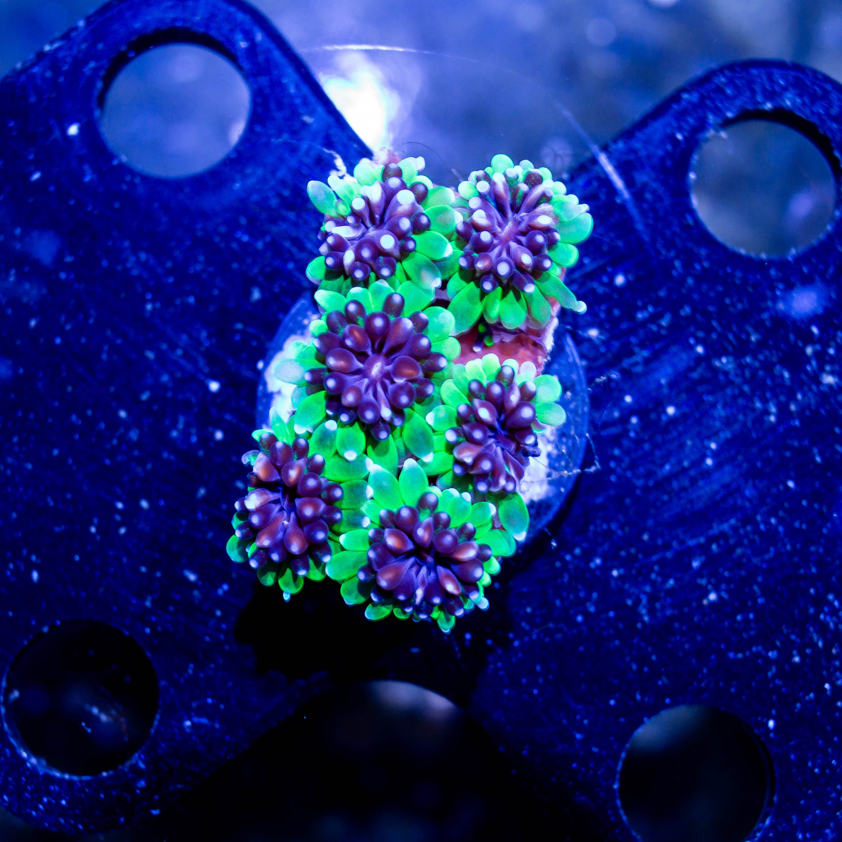 Galaxia Green And Purple