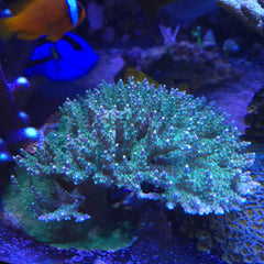 WWC Castells Banana Table