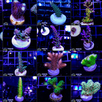 10 Piece Acro/SPS Frag Pack