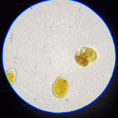 Dino Identification