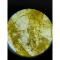 Dino Identification