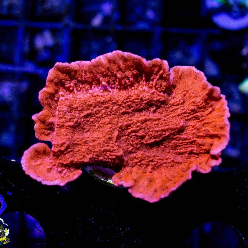 Red Montipora Capricornis