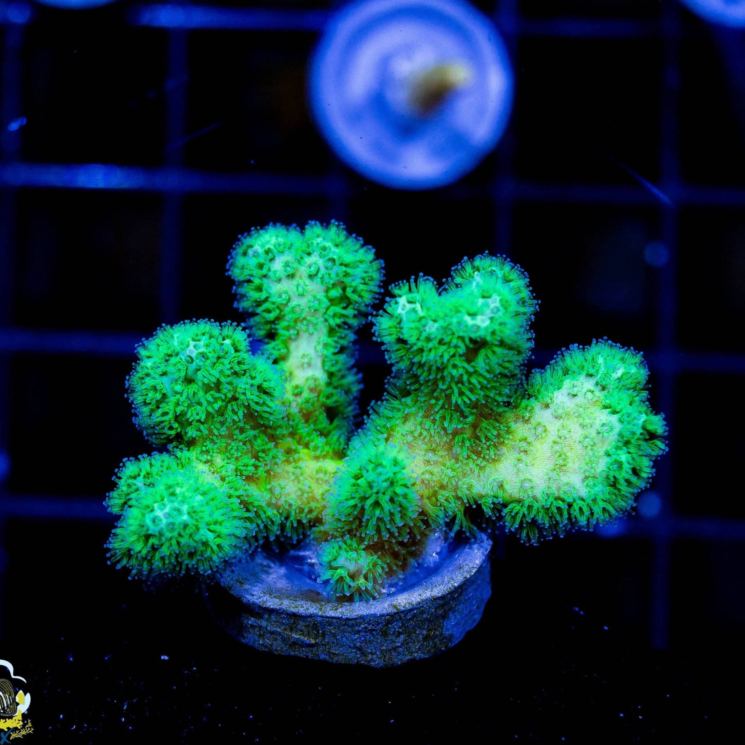 Green Pocillopora