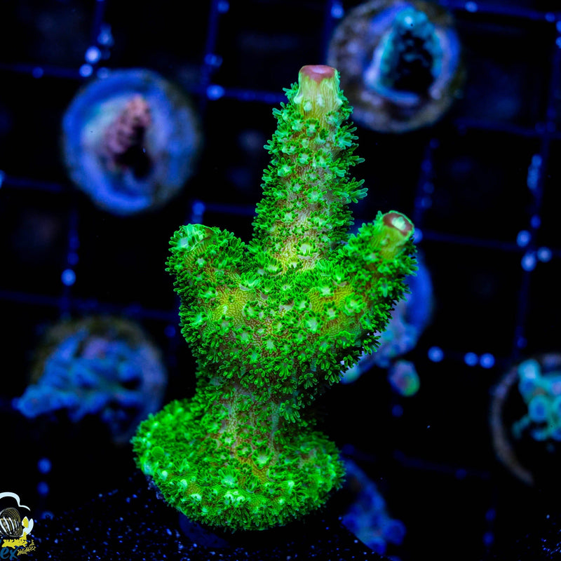 Green Slimer