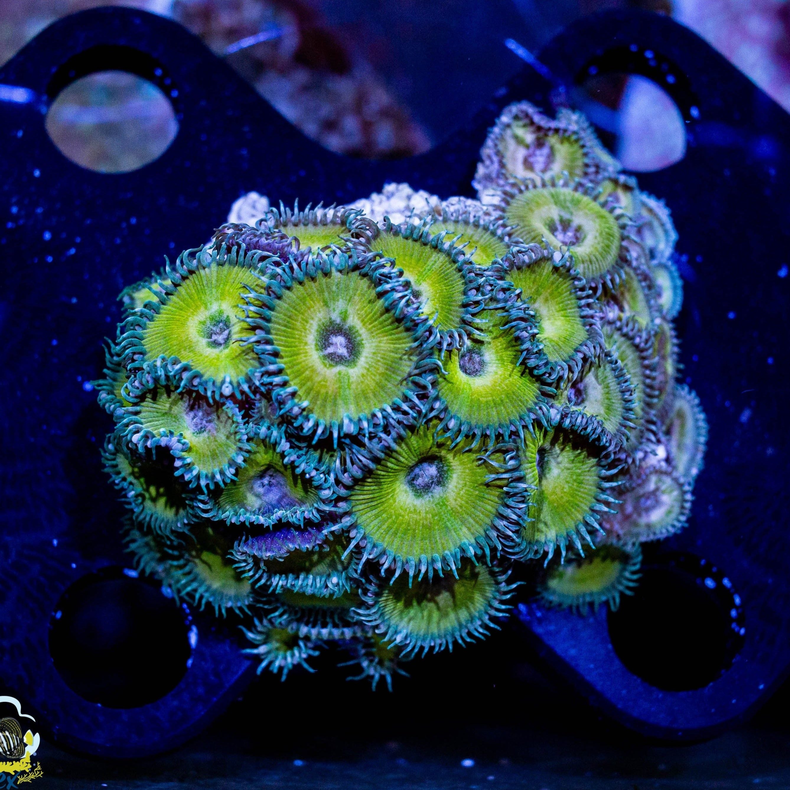 Jason Fox Captain jerk Palythoas