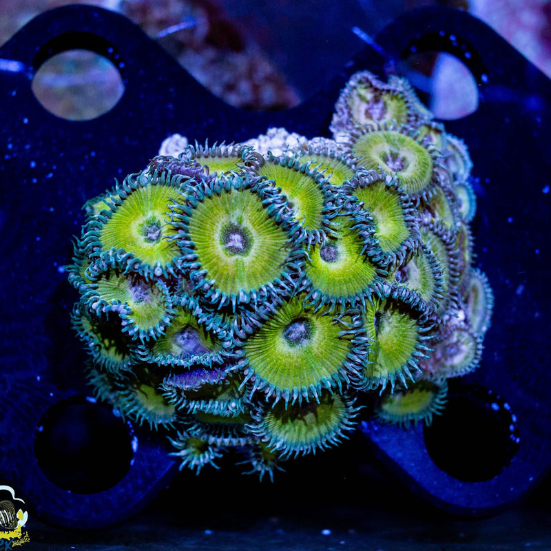 Jason Fox Captain jerk Palythoas