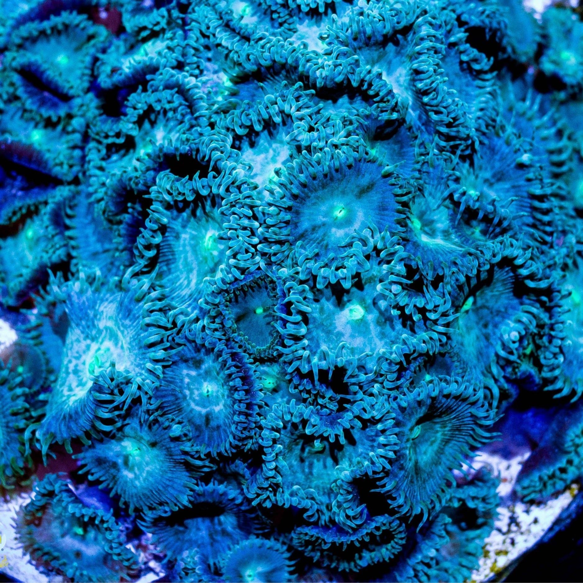 Arctic Ice Palythoas