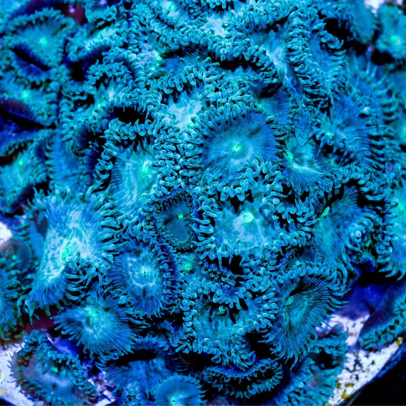 Arctic Ice Palythoas