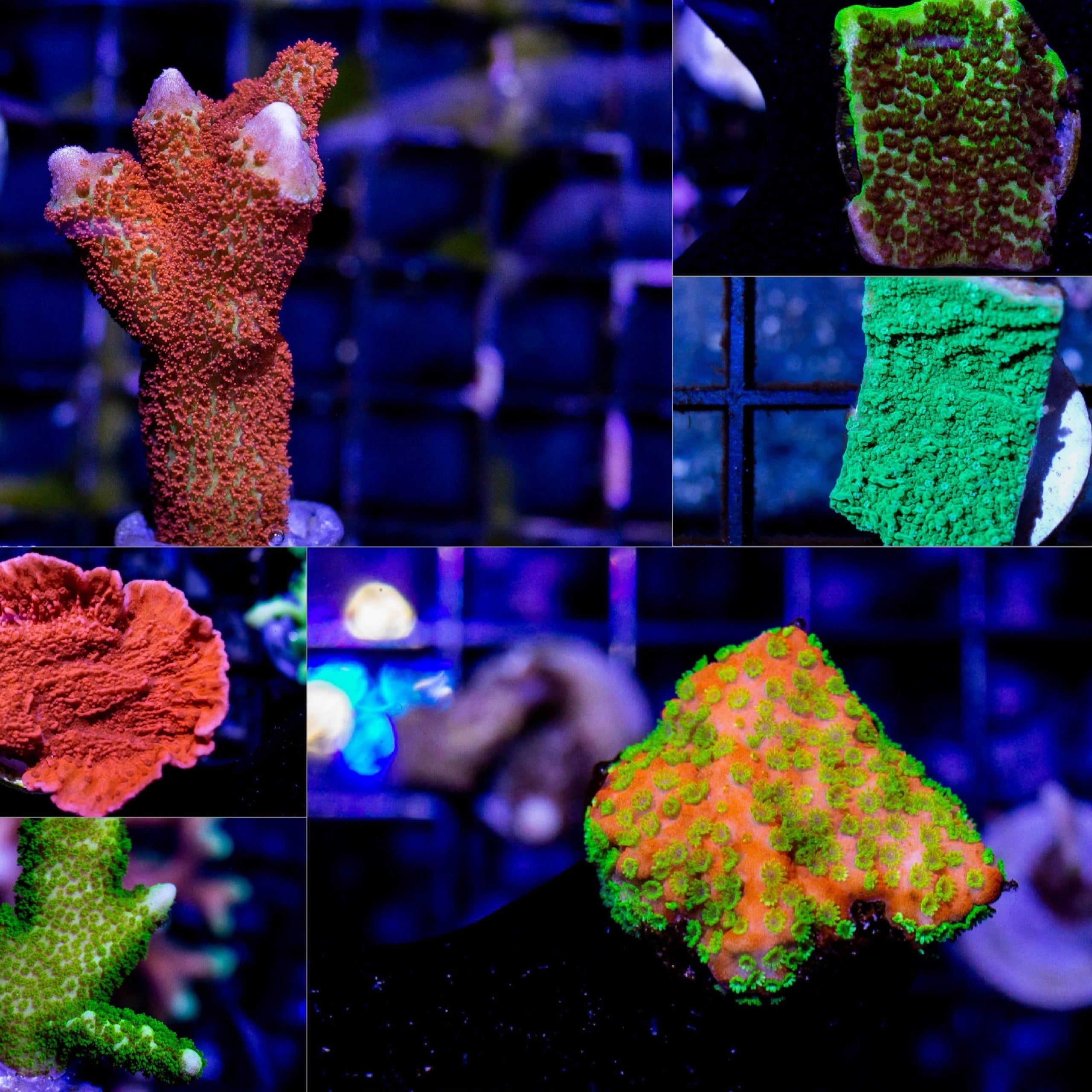 Beginner Montipora 4 Pack