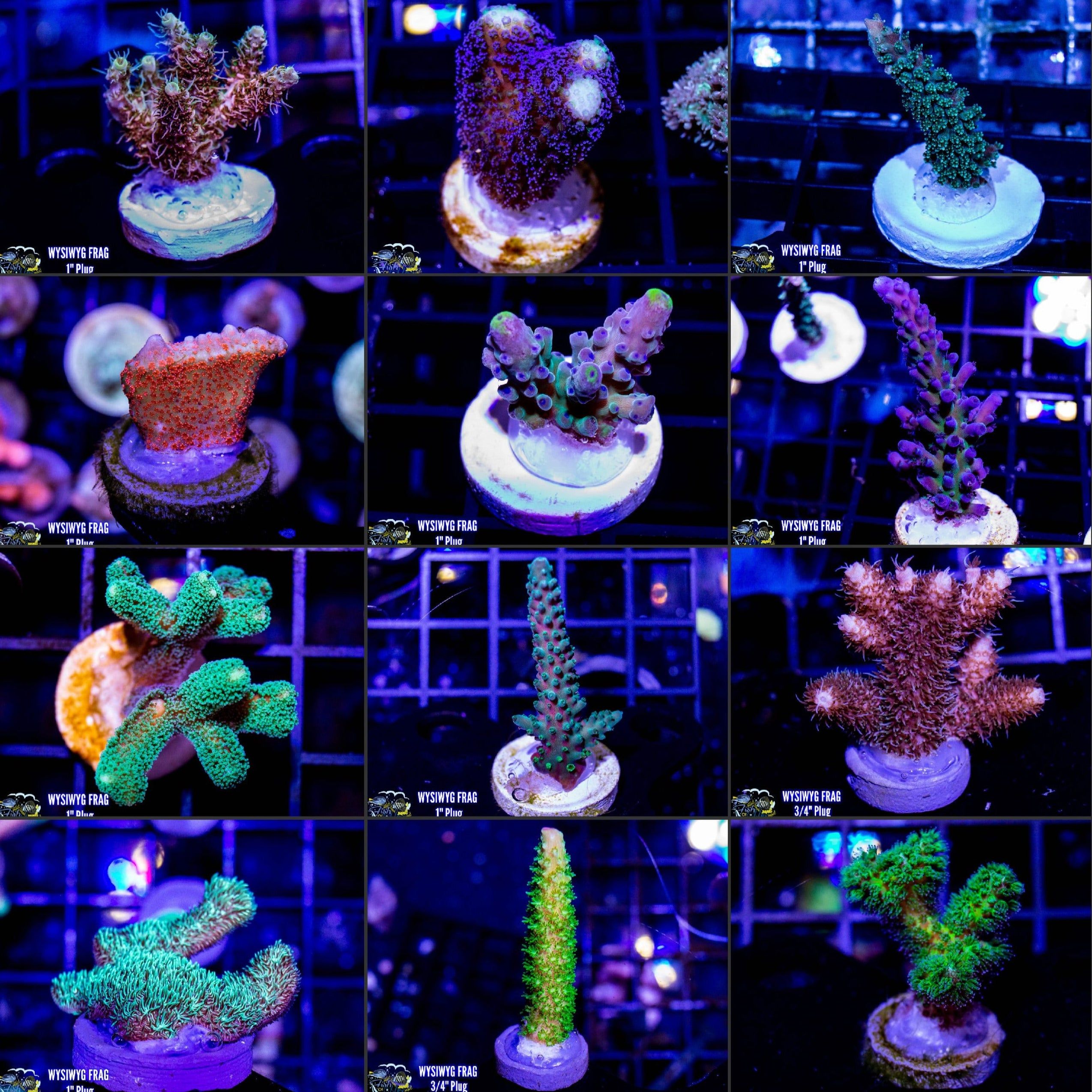 10 Piece Mixed Frag Pack