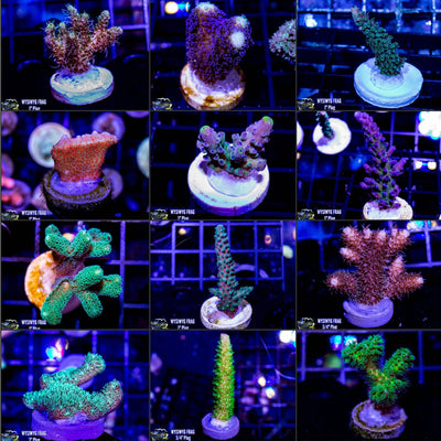 20 Piece Mixed Frag Pack (Last One. Ships Sept 29th)