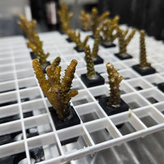 Egg Crate Acro Frag Plugs