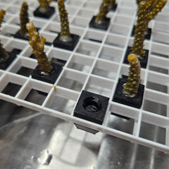 Egg Crate Acro Frag Plugs