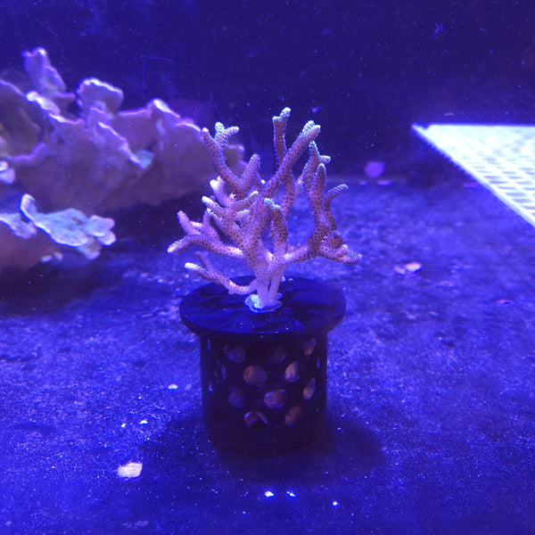 Coral Grow Out Disk