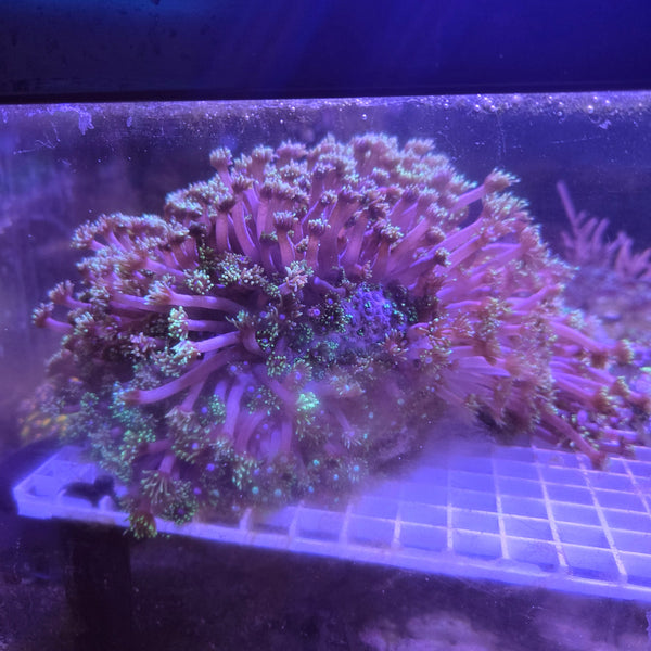 Goniopora Green