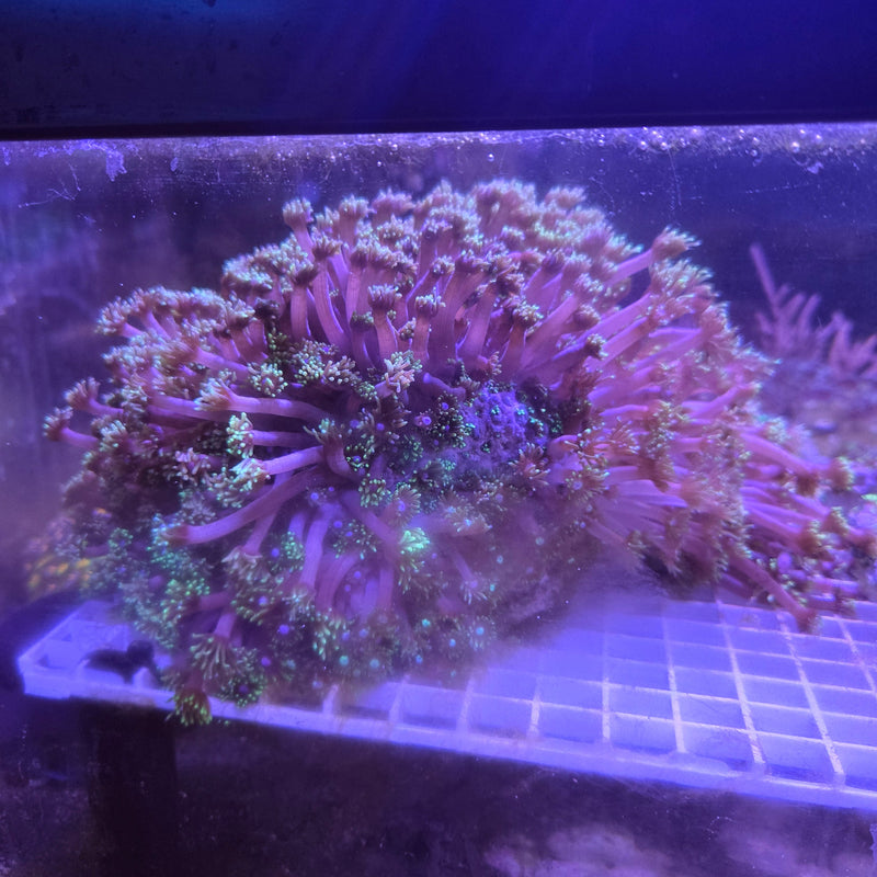 Goniopora Green