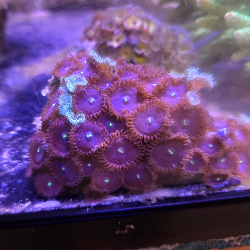 Red People Eaters Palythoas