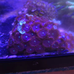 Red People Eaters Palythoas