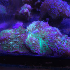 Hairy Mushrooms(Limited Stock)