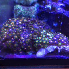 Mixed Zoanthids