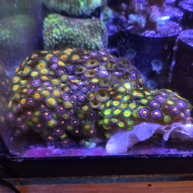 Mixed Zoanthids