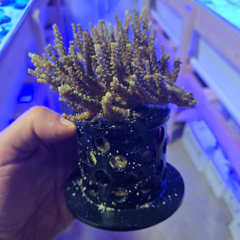 Weighted Coral Colony Growout