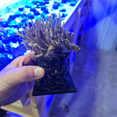 Weighted Coral Colony Growout