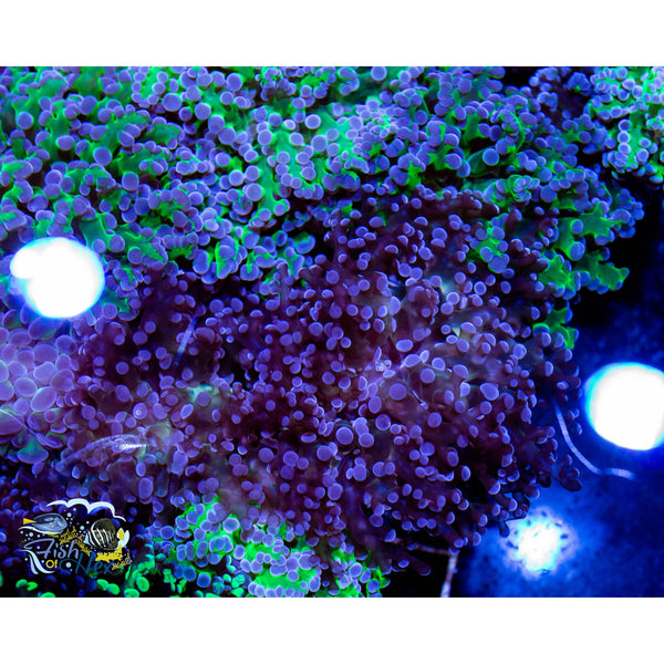 Branching Frogspawn Purple